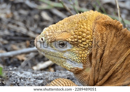 Land iguana of the Galapagos Islands in Ecuador