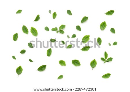 scattered green leaves isolated on white background. universal floral layout frame. place for text. copy space Royalty-Free Stock Photo #2289492301