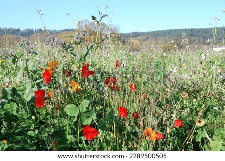 Colorful autumn flowers on a natural meadow