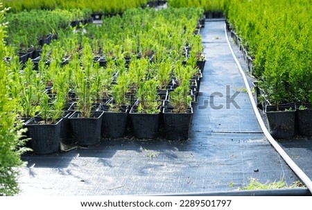 Nursery of coniferous plants in pots with a closed root for planting on your garden plot. Royalty-Free Stock Photo #2289501797