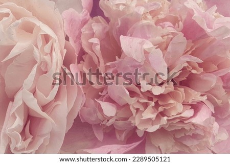 Pink rose peony flower petals