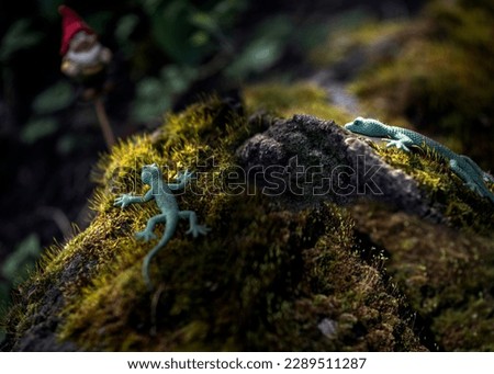 Lizard on a stone with moss.
Reptiles of the squamous order in the garden.A picture from a fairy tale.