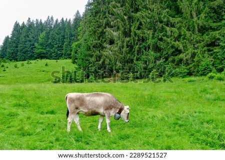 Grazing brown cattle in the Allgaeu Alps near Oberstdorf in Bavaria, Germany, Europe.