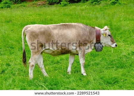 Grazing brown cattle in the Allgaeu Alps near Oberstdorf in Bavaria, Germany, Europe.