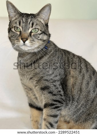Bright Eyes Tiger Cat portrait