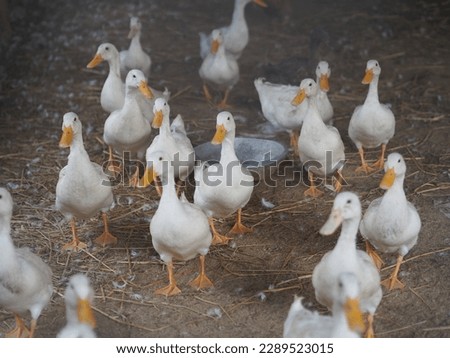 Large Group of White Ducks. Image of outdoors Royalty-Free Stock Photo #2289523015