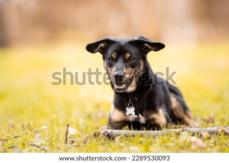 black and brown shorthaired one year old mutt dog, mongrel dog lying in the grass, wearing a collar with a bone-shaped tag on his neck, a stick lying by his paws, blurred background
 Royalty-Free Stock Photo #2289530093