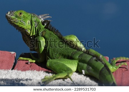 Green Iguana. Iguana iguana. Florida Keys, FL. USA