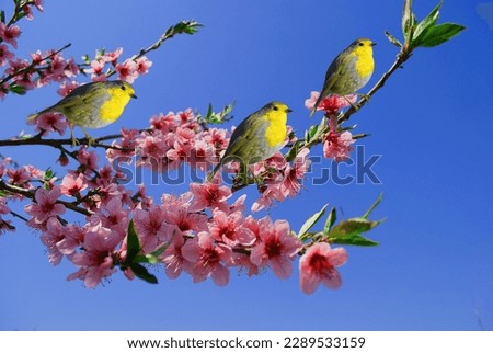 Flowre Bird Wallpaper.It is flower birds ,blue background image and wallpaper.
