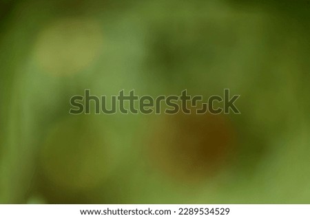 Defocused abstract leaf green background