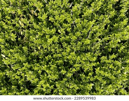 an interesting green background in hedge structure