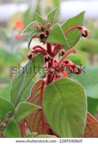 Flower Gesneriaceae kohleria amabilis in nature