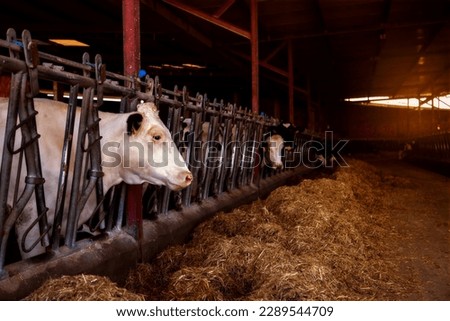 Dairy cow in the cowshed.livestock industry concept