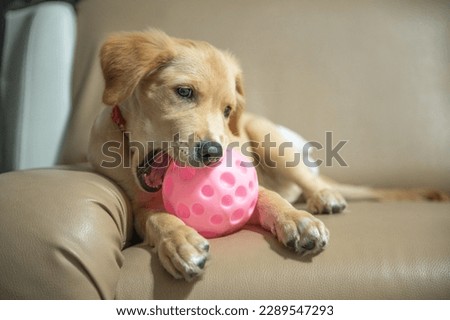 Candid of young puppy golden retriever playing pink ball