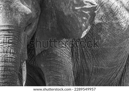 elephants in serengeti park safari