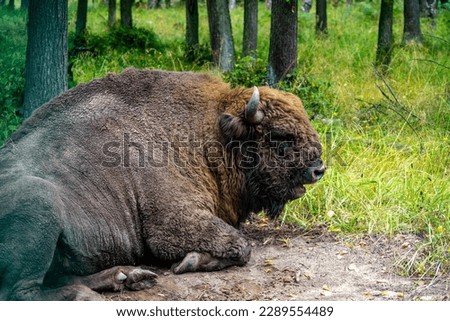 View of bison resting on the grass in the forest, close-up photo, the picture was taken on a cloudy summer day