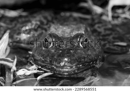 Portrait of an American bullfrog in black and white. It is an amphibious frog, and a member of the family Ranidae, or true frogs. Royalty-Free Stock Photo #2289568551