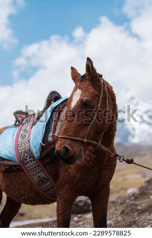 traditional dressage of a Peruvian Andean horse near the ausangate snow-capped peak