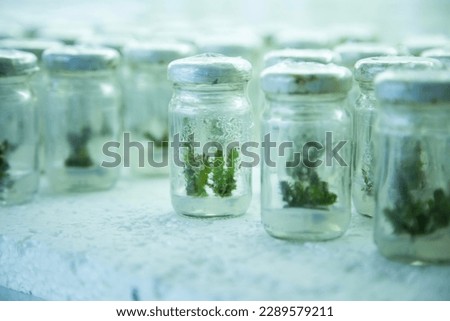plant tissue culture at the laboratory