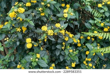 Elegant Yellow Flowering Plants in a Garden Close Up
