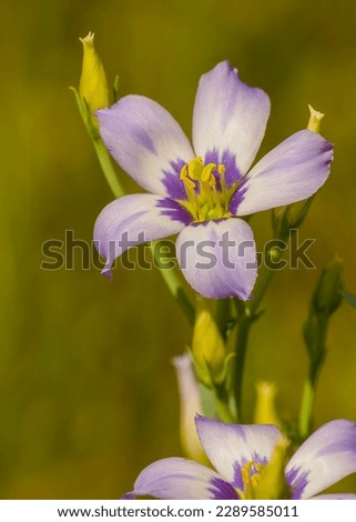 A portrait of a beautiful Marsh Gentian, Eustoma exaltatum, flower and buds. Identifying features include 5 petals, lavender color, dark center, and bell-like shape.  Royalty-Free Stock Photo #2289585011