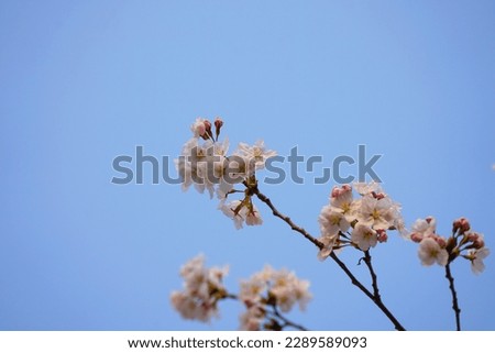 Beautiful white magnolia flower with blue sky view in the yard
