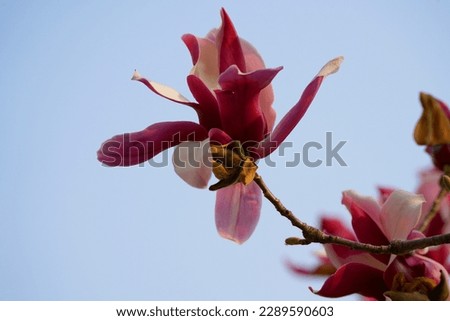Beautiful purple lily magnolia flower with blue sky in the outdoor