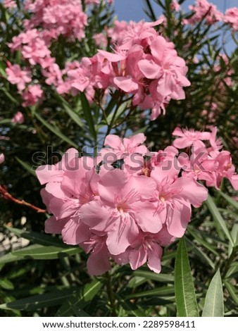 Oleander, butter flower or Japanese flower - Nerium oleander