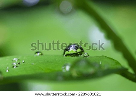 A shining macro water droplet on a leaf with a magnifying effect. nature's fingerprint.