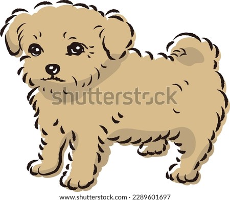 Illustration of Chihuapu (mixed dog of Chihuahua and Toy Poodle)