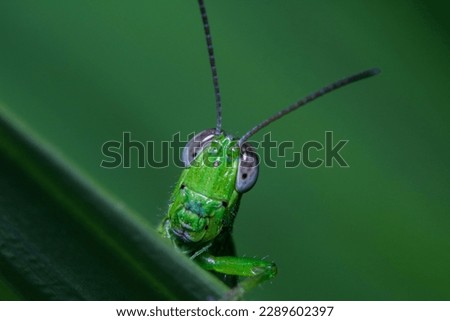 A macro or closeup view of a grasshopper on a leaf. predominant face