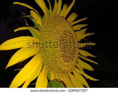 This stunning image captures the vibrant beauty of a sunflower in full bloom. The golden petals of the sunflower are perfectly contrasted against the deep blue sky, creating a captivating and pictures
