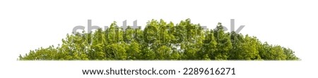 Green Trees isolated on white background.are Forest and foliage in summer for both printing and web pages with cut path and alpha channel Royalty-Free Stock Photo #2289616271