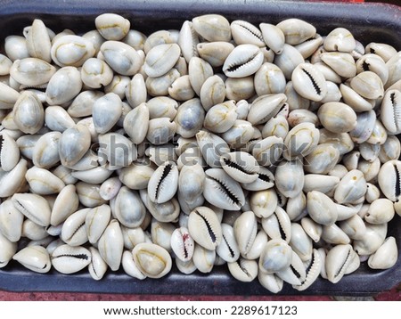 pile of cowrie in a basket for sale HD Royalty-Free Stock Photo #2289617123