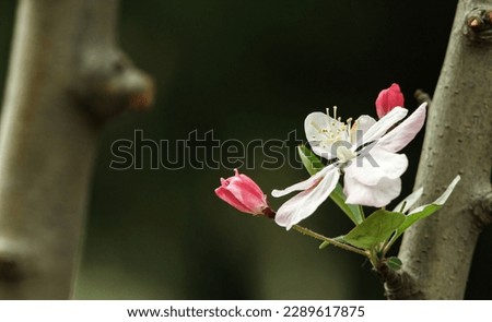 A cluster of pink and white crabapple flowers are blooming on the branches, with a blurred garden in the background.