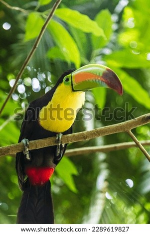 toucan in a tree branch