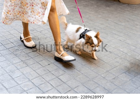 Asian woman walking with her chihuahua dog at pets friendly shopping mall. Domestic dog and owner enjoy urban outdoor lifestyle in the city on summer vacation. Pet Humanization and pet parents concept
