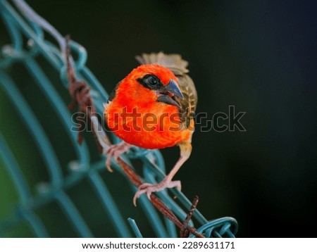 Vibrant red bird perching on fencing barbed wire