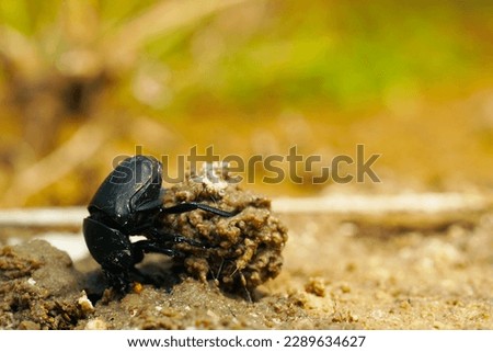 a dung beetle is carrying a clod of earth with blurred background Royalty-Free Stock Photo #2289634627