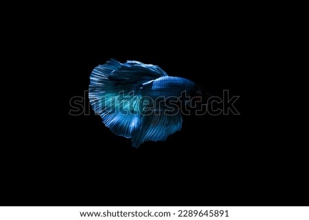 Betta fish, Siamese fighting fish, betta halfmoon, Betta splendens, blue halfmoon betta isolated on black background