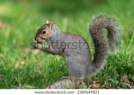 Grey squirrel eating acorn in grass