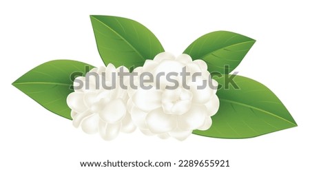 Jasmine flowers with leaves illustration