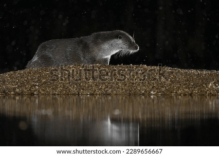 Otter on pond at night time