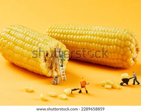 Corn, creative photography, pictures of Lilliputian dolls and corn