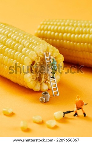 Corn, creative photography, pictures of Lilliputian dolls and corn