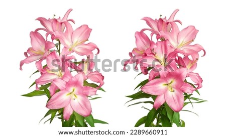 Lilies flowers. Pink lilies. Two flowers isolated on white background. Great template for design