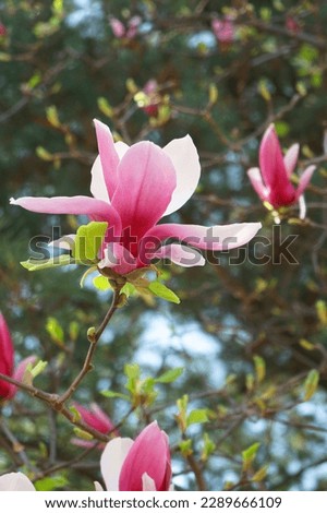 Beautiful red lily magnolia flower  wiyh plant view in the garden
