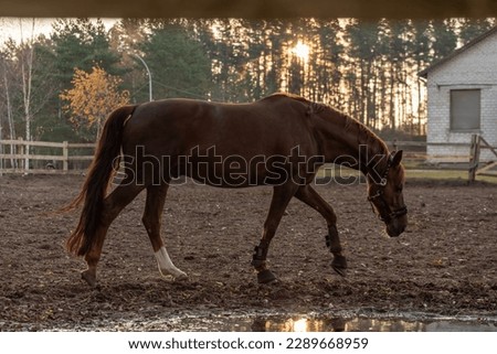 Sporty young horse brown color in a halter in the levada. Portrait of a young sports horse with a white groove on his muzzle. Horse muzzle close up