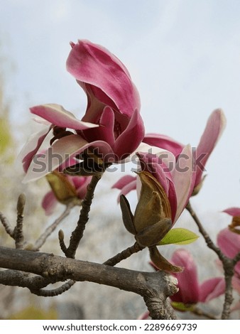 Beautiful  purple lily magnolia flower with blue sky view in the park