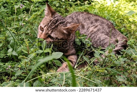 cute grey cat eating grass isolated